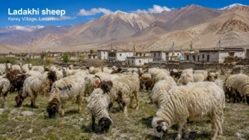 Ladakhi Sheeps in Kerey Ladakh