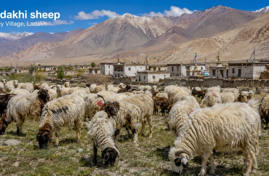 Ladakhi Sheeps in Kerey Ladakh
