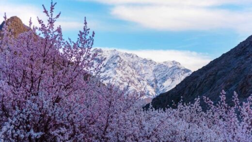 Sham Valley, the Apricot Valley of Ladakh