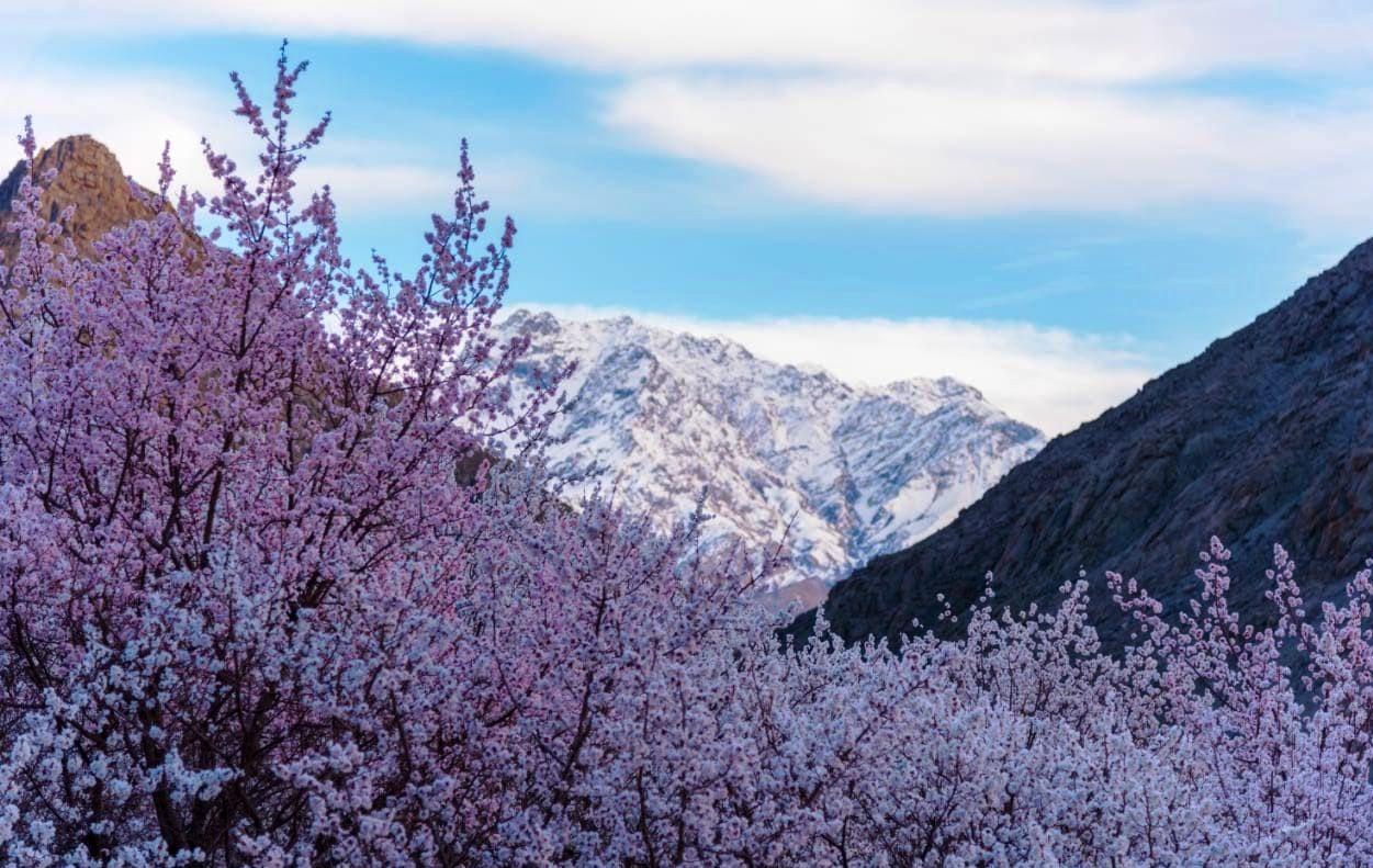 Sham Valley, the Apricot Valley of Ladakh