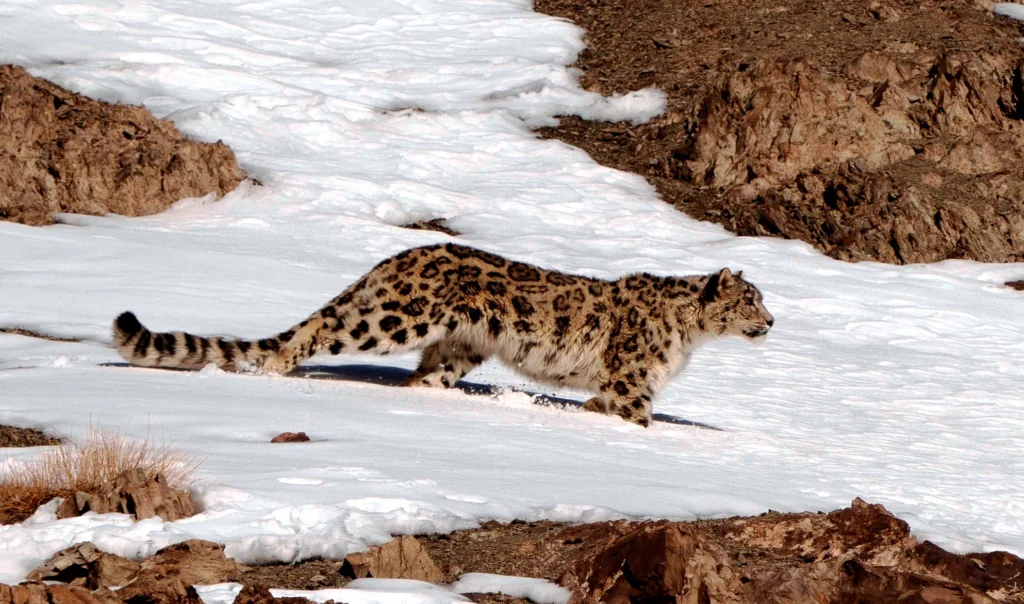 ladakh-snow-leopard